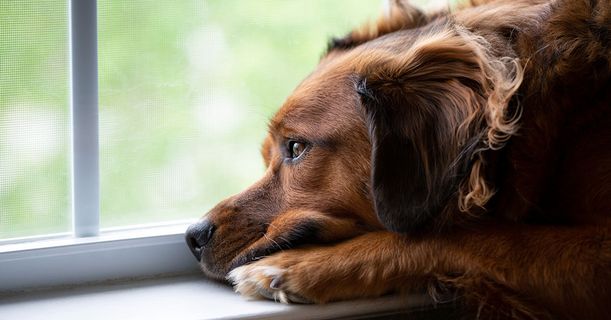 Your pet divorce